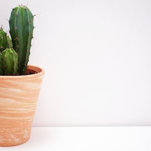 Un cactus dans son pot